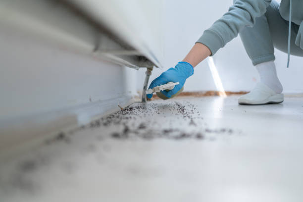 Best Cockroach Control Services  in Woodbury, NY